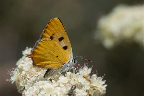 hermes copper butterfly|hermes copper butterfly san diego.